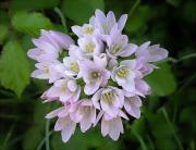 All bord (Allium roseum)