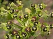 Lleterasa vesquera (Euphorbia characias)
