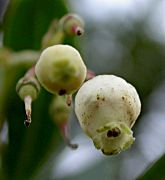 Flors d'Arboç (Arbustus unedo) en diferents estats