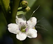 Miòpor (Myoporum tenuifolium)