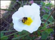 Borinot (Bombus Terrestris) Flor d'estepa negra (Cistus Salvifolius)