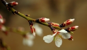 Flor d'ametller (Prunus dulcis)