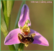 Ophrys apífera Huds.