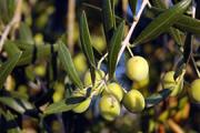 Fruits d'olivera (Olea europaea)