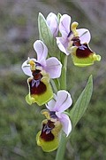 Orquídea (Ophrys tenthredinifera)