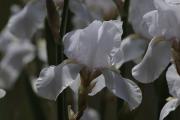 Lliri blanc (Iris germanica var. alba)