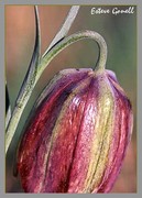 Fritillaria Lusitanica