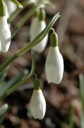 Allassa blanca. Campanilla de invierno (Galanthus nivalis)