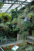 Hivernacle del jardí botànic de Madrid