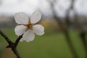 Flor d'ametller (Prunus Amygdalus)