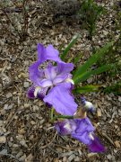 Lliri blau (Iris germanica)