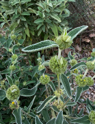 Phlomis fruticosa 01d02