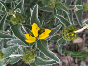 Phlomis fruticosa 02d02