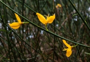 Ginesta (Spartium junceum)