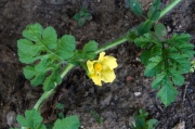 Flor sindria.Citrullus lanatus