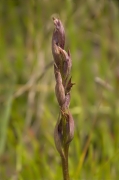 Gall parviflor (Serapias parviflora)