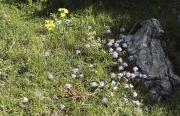 Lluqueta de roca (Globularia cordifolia)
