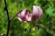 Marcòlic (Lilium martagon)