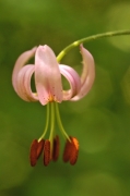 Marcòlic (Lilium martagon)