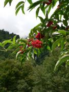 Moixera de guilla (Sorbus acuparia)