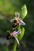 Orquídia Abellera becada (Ophrys scolopax)