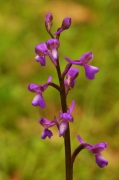 Orquídia Pentecosta (Orchis morio)