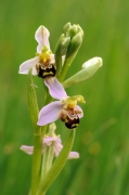Orquídia abellera (Ophrys apifera)