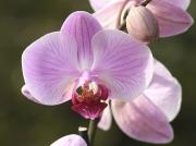 Orquídia papallona, ( Phalaenopsis )