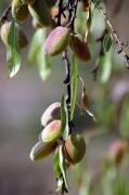 Ametller. Almendro (Prunus dulcis)