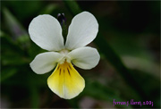 Viola saxatilis F.W. Schmidt (pensament)