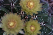 El cactus i les seves flors