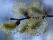 Gatell (Salix cinerea ssp. oleifolia)