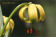 Lilium pyrenaicum Gouan (Marcòlic groc)