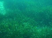 Alguer de posidònia (Posidonia oceanica)