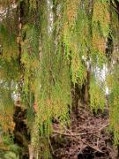 Xiprer de ventall, árbol de la vida (Platycladus orientalis)