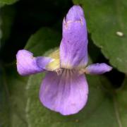 Viola (Viola alba)