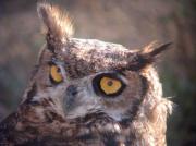 Duc americà, buho real de Virginia , great horned owl (Bubo virginianus)