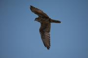 Falcó sagrat, (Falco cherrug)