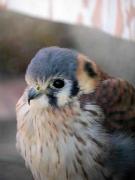 Xoriguer americà (Falco sparverius)
