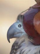 Detall cera de falcó pelegrí jove (Falco peregrinus brookei)
