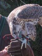 Falcó sagrat, Halcón sacre (Falco cherrug)