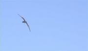 Falcó sagrat en vol, halcón sacre (Falco cherrug)