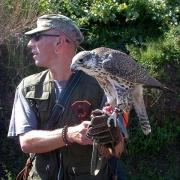 Falcó sagrat, halcón sacre (Falco cherrug)