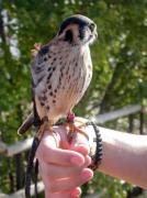 Xoriguer americà, cernícalo americano, american kestrel (Falco sparverius)