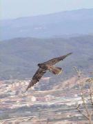 Falco rusticolous x Falco cherrug