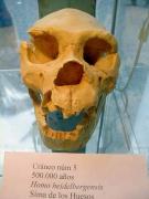 Homo heidelbergensis, Atapuerca, Burgos