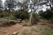 Dolmen de Puig Sespedras