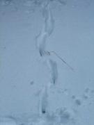 Rastre de cabirol en la neu (Capreolus capreolus)
