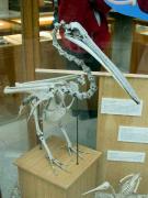 Esquelet de Pelicà vulgar (Pelecanus onocrotalus)