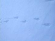 Rastre de perdiu sobre la neu (Alectoris rufa ?)